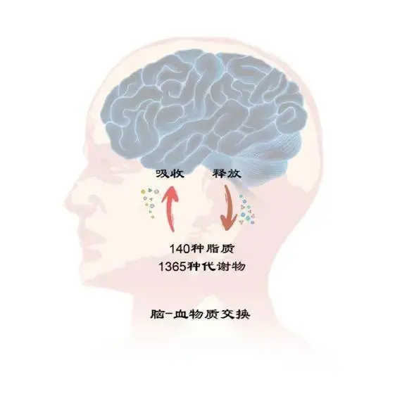 中国团队首次系统鉴定人脑-血液交换代谢物集合
