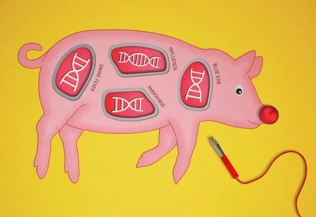 基因编辑猪获FDA绿灯！蓝耳病克星猪肉即将登陆美国餐桌